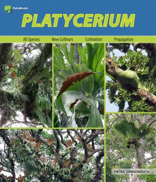 Platycerium (English version)