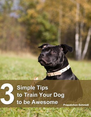 3 Simple Tips to Train Your Dog to be Awesome