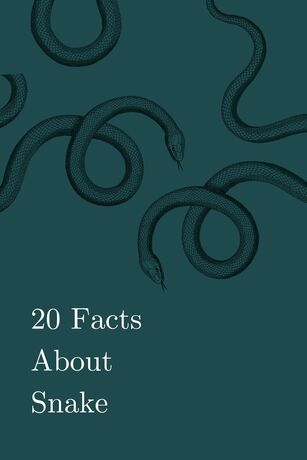 20 Facts About Snake