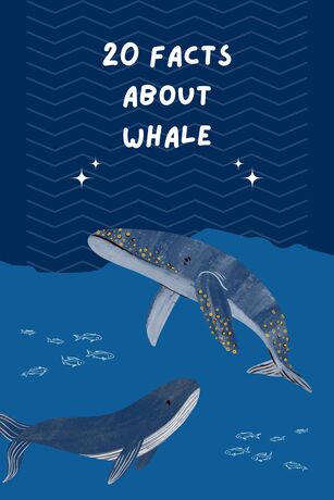 20 Facts About Whale