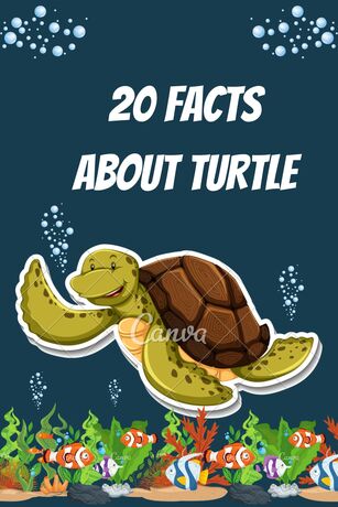 20 Facts About Turtle