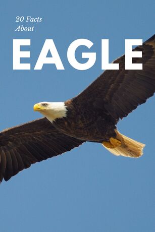 20 Facts About Eagle