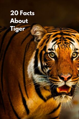 20 Facts About Tiger