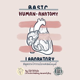 anatomy lab: สมุดภาพกายวิภาคศาสตร์มนุษย์