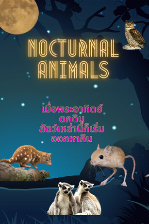 Nocturnal Animals  สัตว์หากินตอนกลางคืน