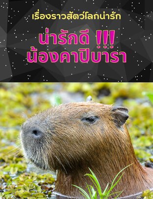 เรื่องราวสัตว์โลกน่ารัก : น่ารักดี !!! น้องคาปิบารา