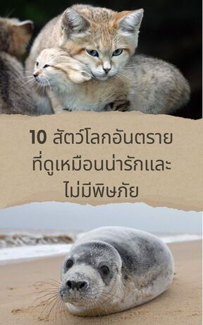 10 สัตว์โลกอันตราย ที่ดูเหมือนน่ารักและไม่มีพิษภัย