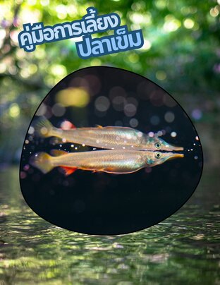 คู่มือการเลี้ยงปลาเข็ม
