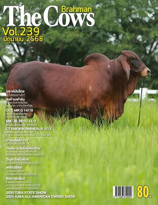 The Cows Vol.239
