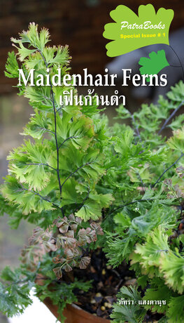 เฟินก้านดำ Maidenhair Ferns