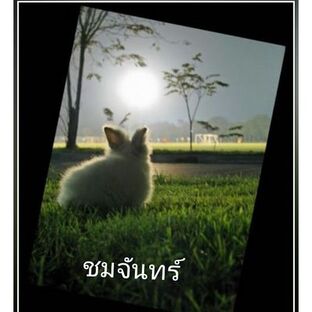 ชมจันทร์