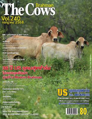The Cows