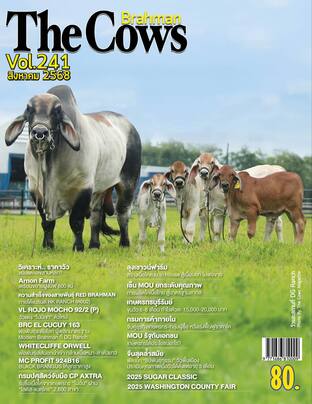 The Cows Vol.241