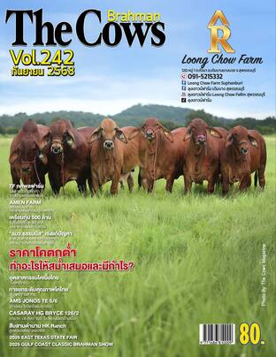 The Cows Vol.242