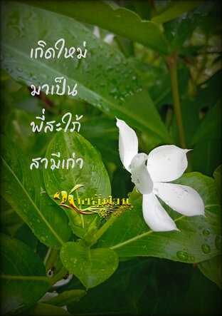 เกิดใหม่มาเป็นพี่สะใภ้สามีเก่า