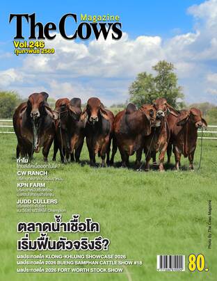 The Cows Vol.246