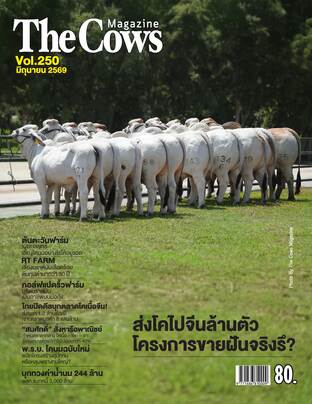 The Cows Vol.250