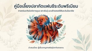 คู่มือเลี้ยงปลากัดแฟนซีระดับพรีเมียม